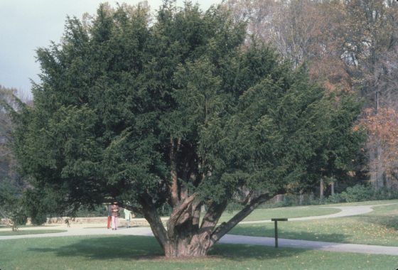 A large English Yes at Longwood Gardens in 1976 surrounded by grass and paved pathways.